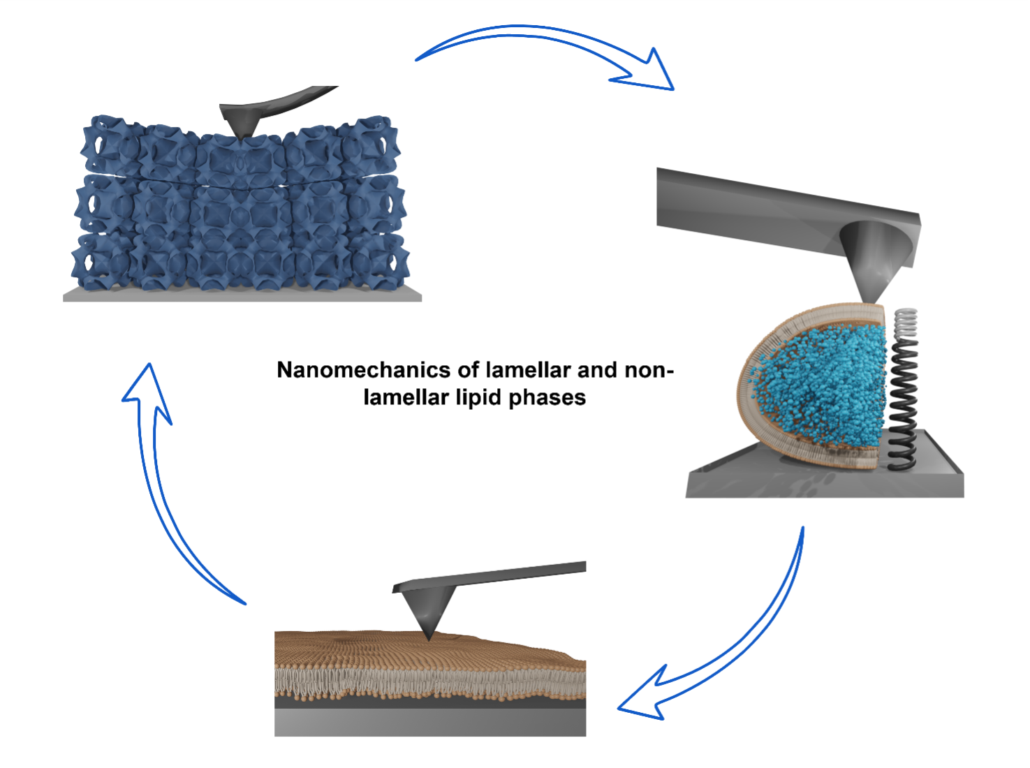 New insights into the nanomechanics of lamellar and non-lamellar membranes 