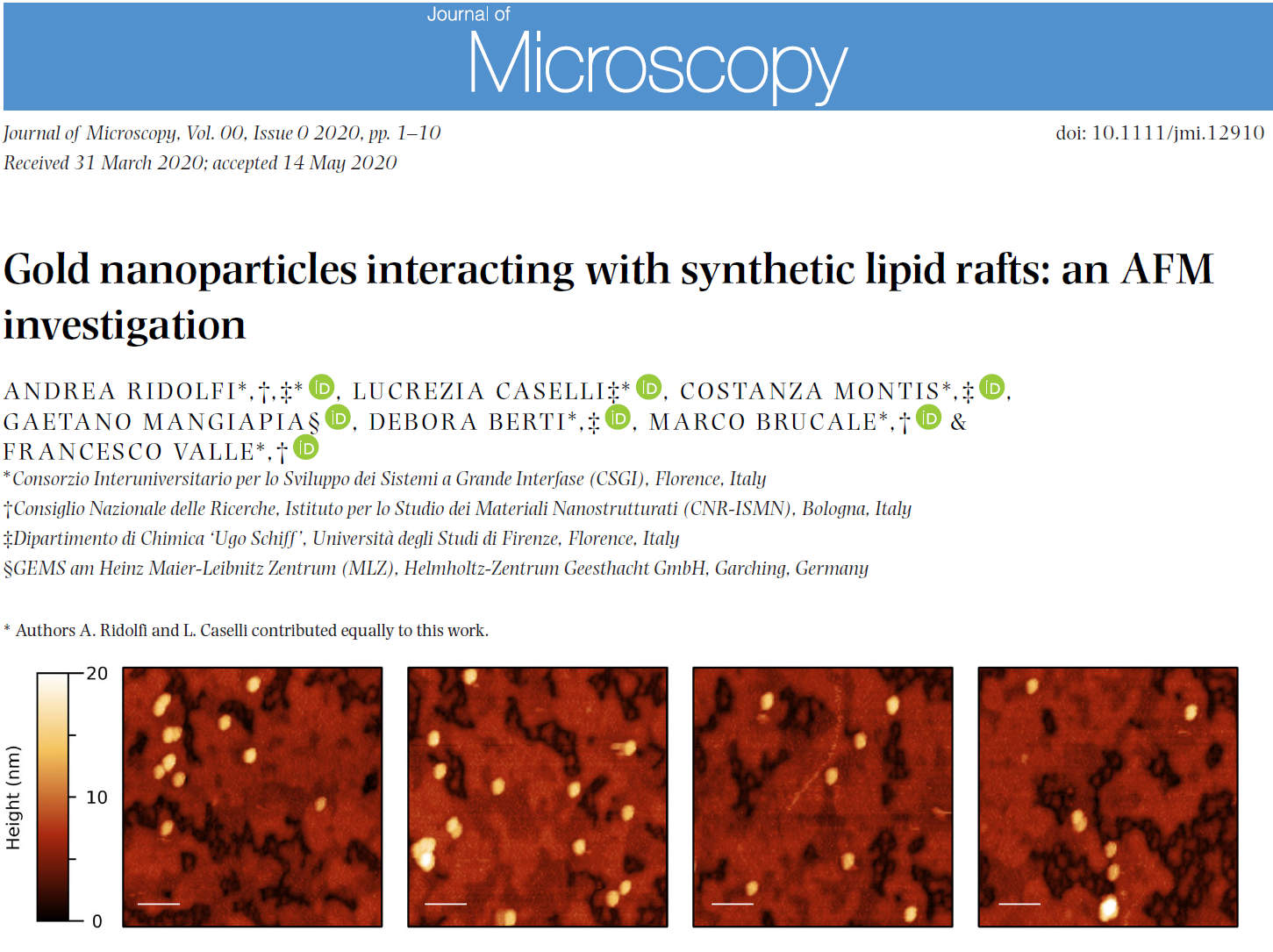 Gold nanoparticles interacting with synthetic lipid rafts: an AFM investigation